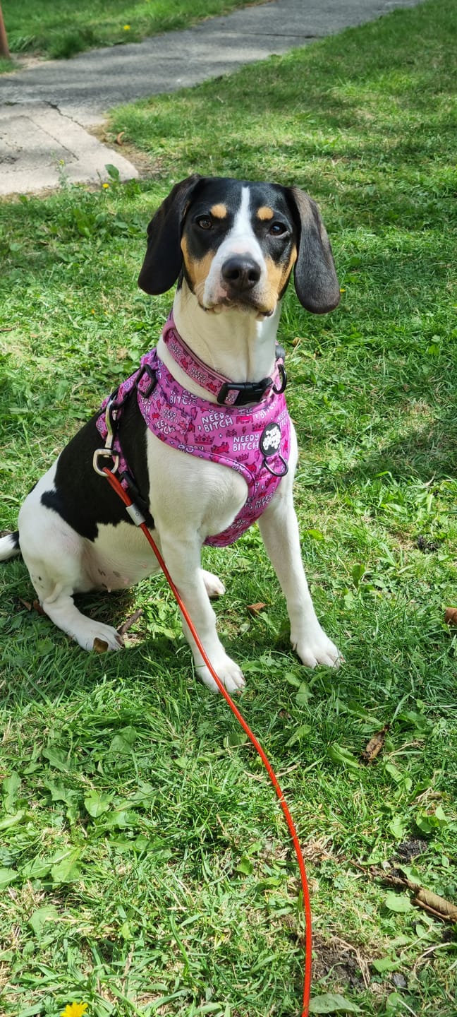 Customer photo review of Needy bitch collar