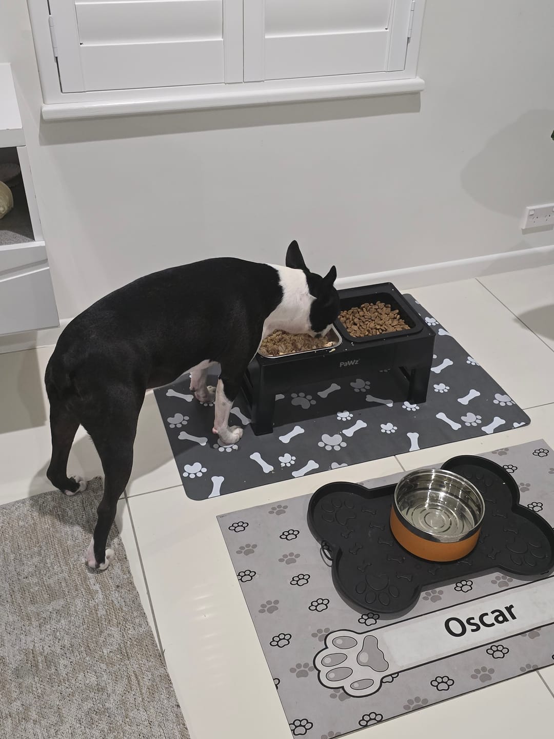 Customer photo review of PaWz Elevated Pet Feeder with Steel Non-Slip Bowl