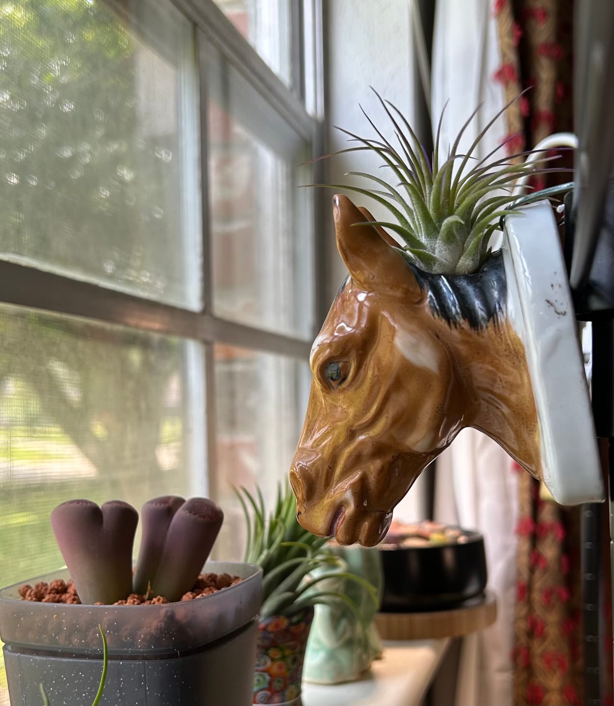 Customer photo review of Ionantha Lavender
