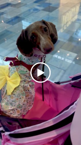 Customer video review of Boneflex Harness Gold