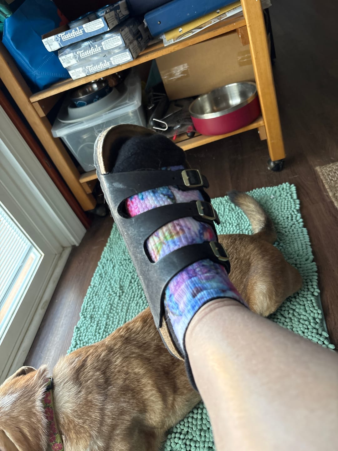 Customer photo review of Night Nature Ankle Compression Socks 5-Pack Bundle