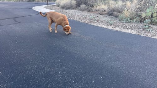 Customer photo review of Buddy Guard