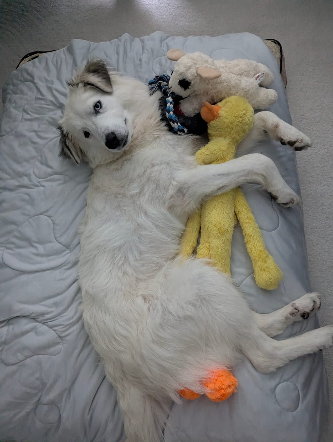 Customer photo review of Original Pet Grooming Vacuum Kit