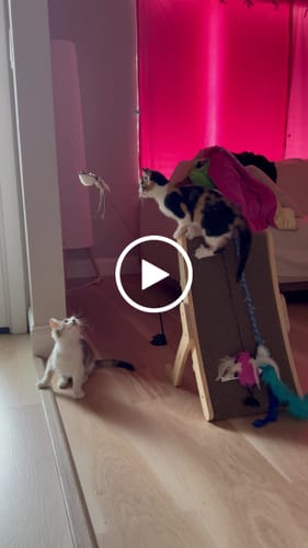 Customer video review of Interactive Bird Simulation Cat Toy Set