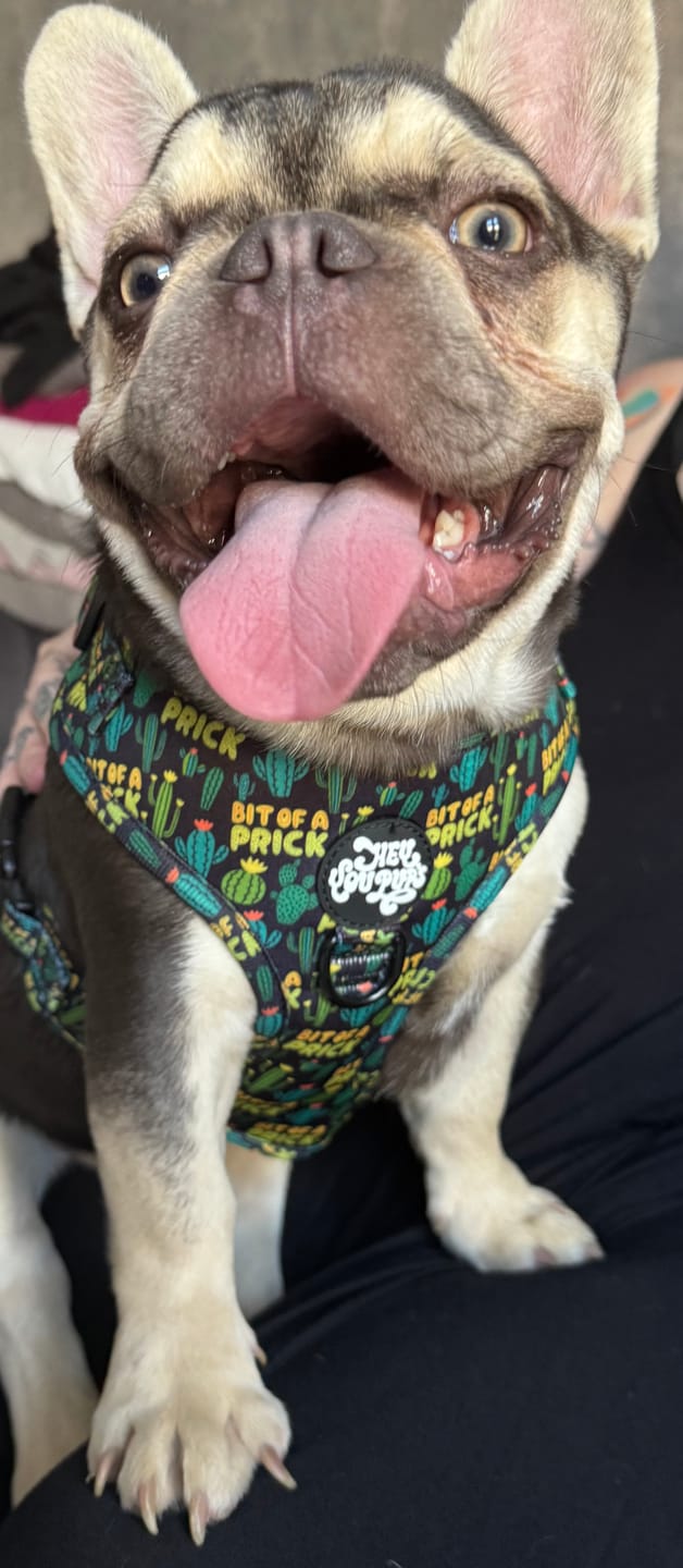 Customer photo review of Bit of a prick harness