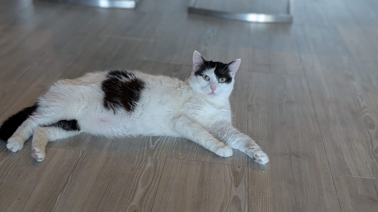 Customer photo review of Katzen Gesundheits Ratgeber von Majescats