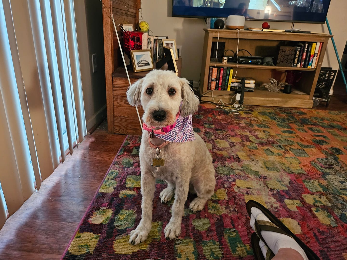 Customer photo review of FurLife Shipping Protection