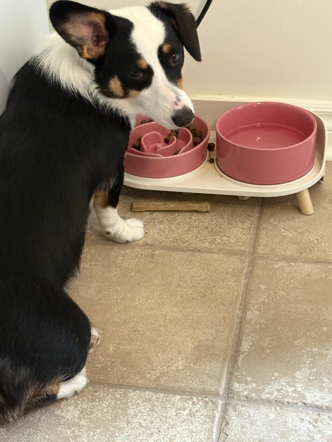 Customer photo review of Horizon Pulsar - Nourriture sans grains pour chien