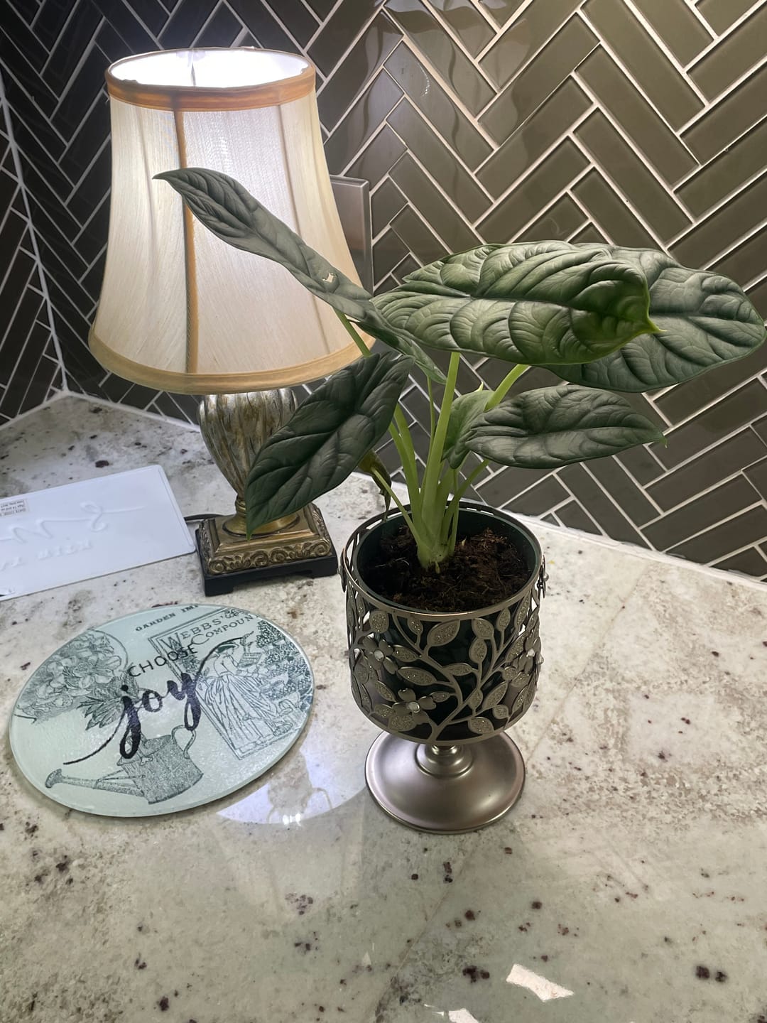 Customer photo review of Alocasia baginda 'Silver Dragon'