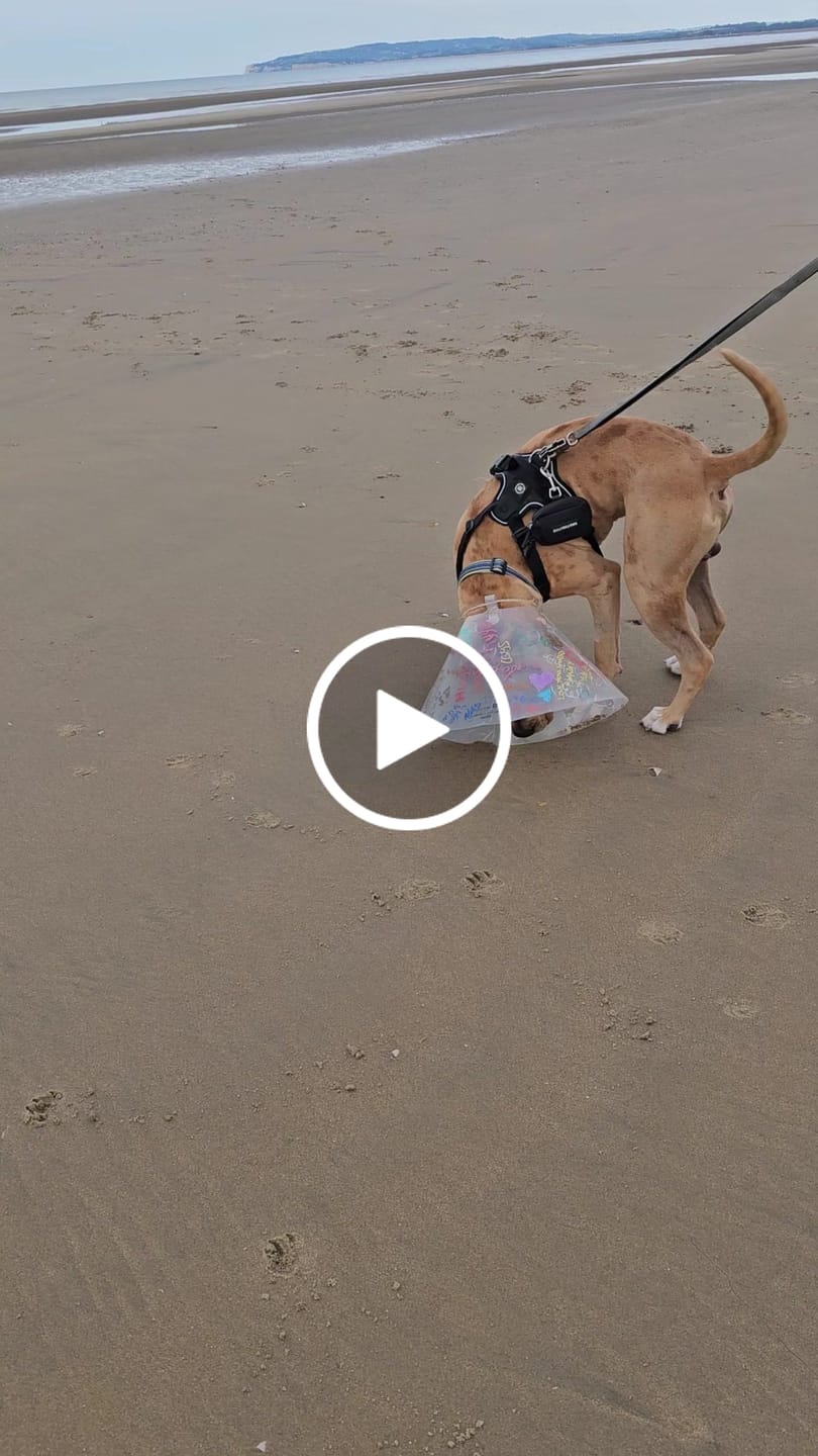 Customer video review of Poop Bag Holder | Attachable - One Size