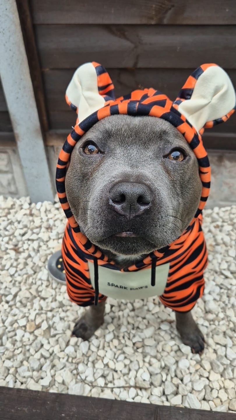 Customer photo review of Halloween Dog Hoodie - Tiger