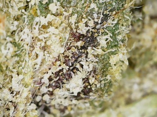 Customer photo review of Gold Spectrum THCA Flower (Connoisseur) - Purple Haze