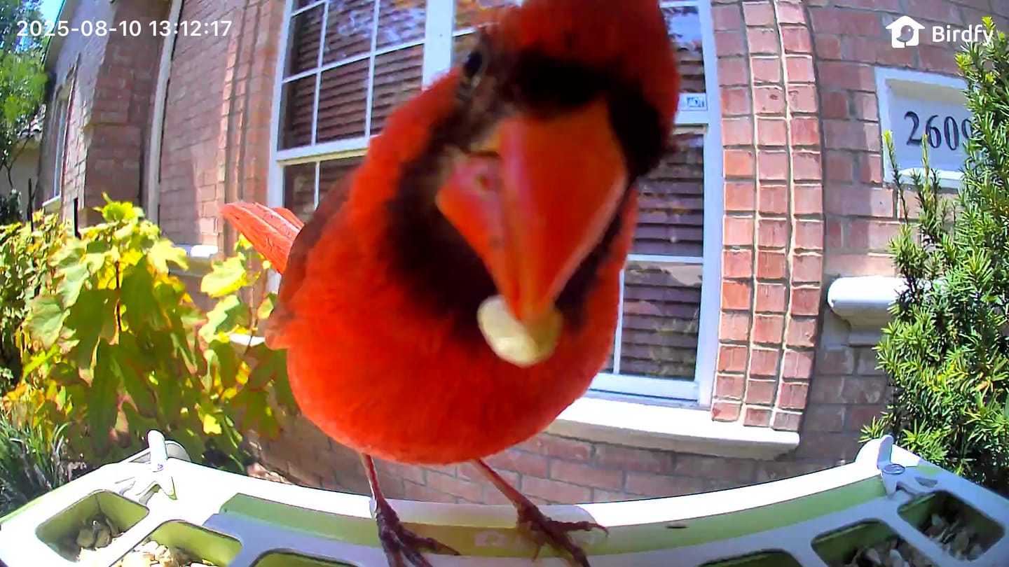 Customer photo review of Birdfy Feeder Metal - Smart Metal Feeder with Camera