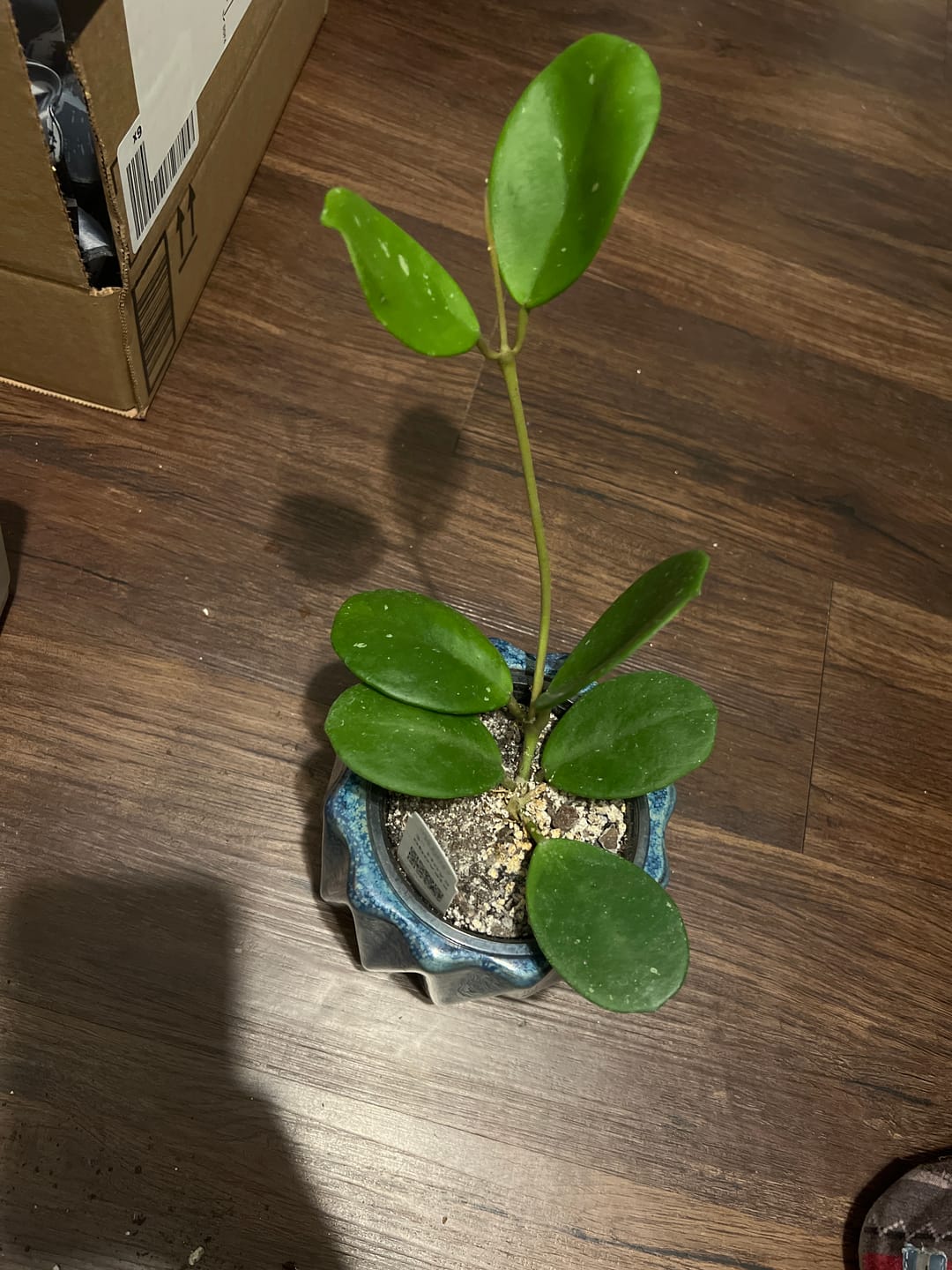 Customer photo review of Hoya obovata