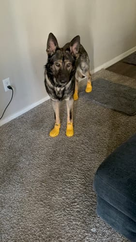 Customer photo review of WagWellies® Mojave