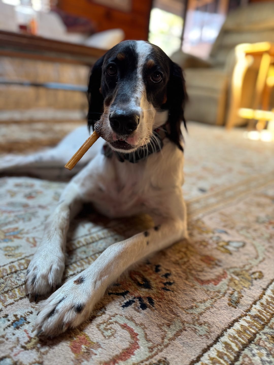Customer photo review of Maplewood Smoked Bullys