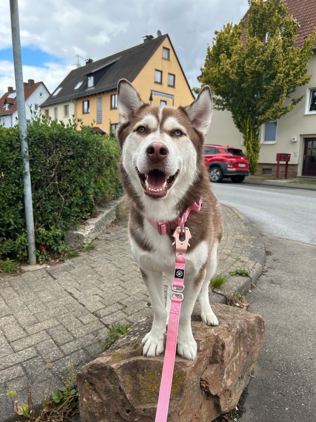 Customer photo review of 5cm Lighter Combat® Collar | With Handle Secure Clip - Pink x Pink