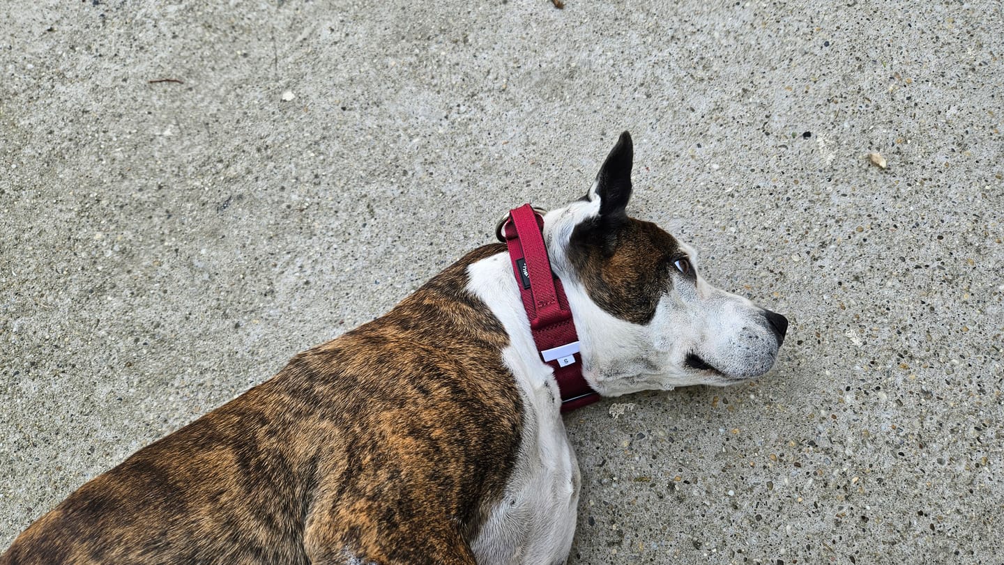 Customer photo review of 4cm Combat® Collar | Handle & Rated Clip - Burgundy
