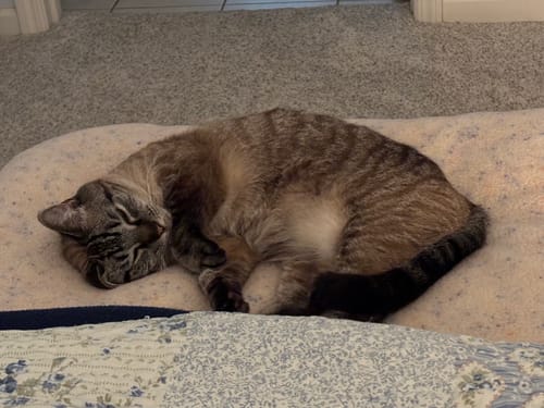 Customer photo review of New Funfetti Pastry Bed