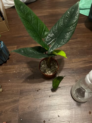 Customer photo review of Alocasia scalprum