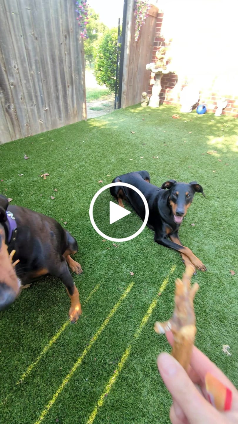 Customer video review of Chicken Feet for Dogs