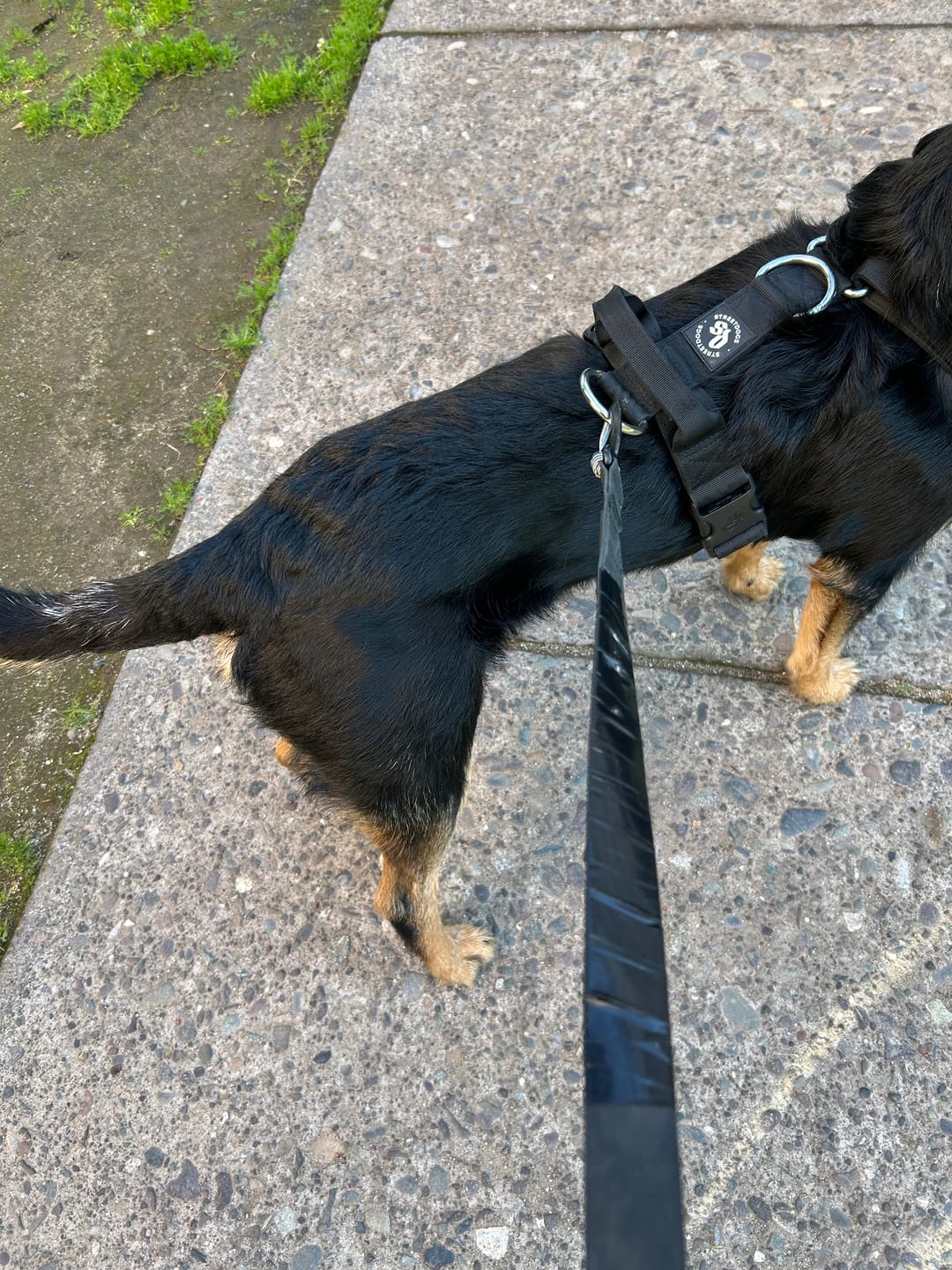 Customer photo review of Correa Multienganche para Perros  | PVC | 3 mts | Black