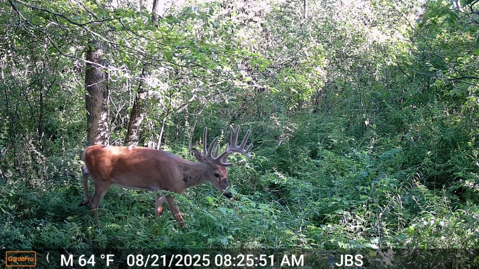 Customer photo review of GardePro X66 Pro Cellular Trail Camera