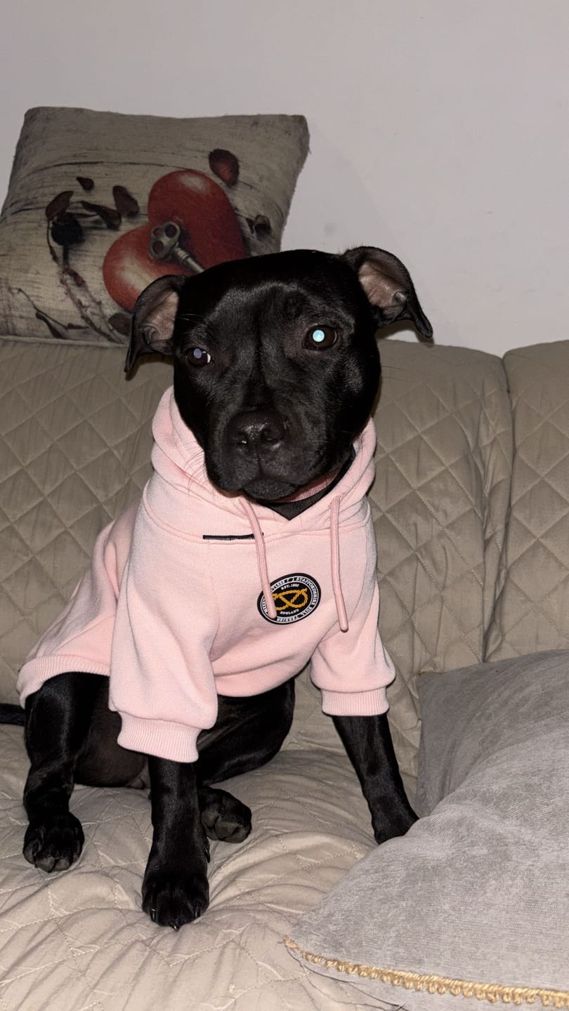 Customer photo review of Staffordshire Bull Terrier 1935® Nylon Leash - Baby Pink - Normal