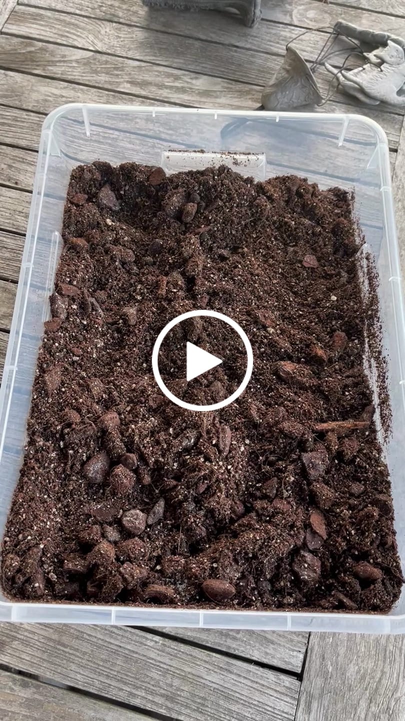 Customer video review of Alocasia Mix