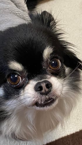 Customer photo review of FunFunPet 高機能ハーネス（お名前タグ作成サービス付き）