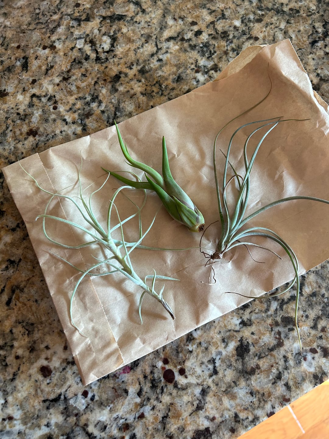 Customer photo review of Air Plant 3 Pack - Three Air Plant Varieties - 2"-3" Large