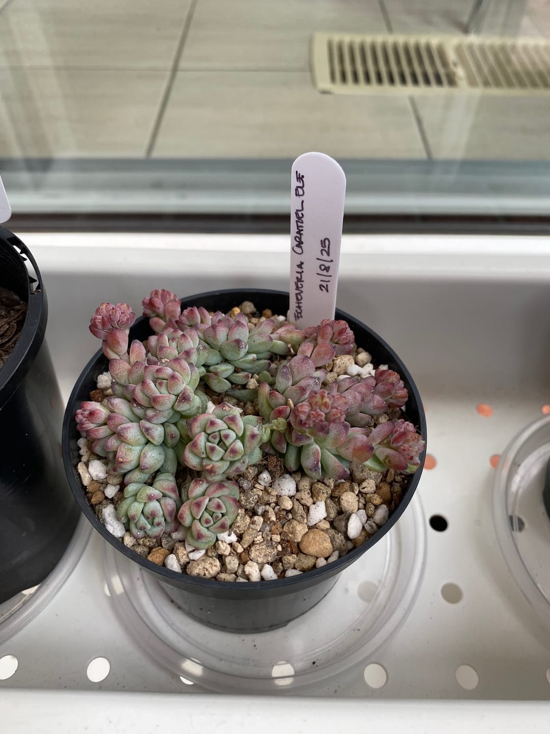 Customer photo review of Echeveria 'Caramel Elf'