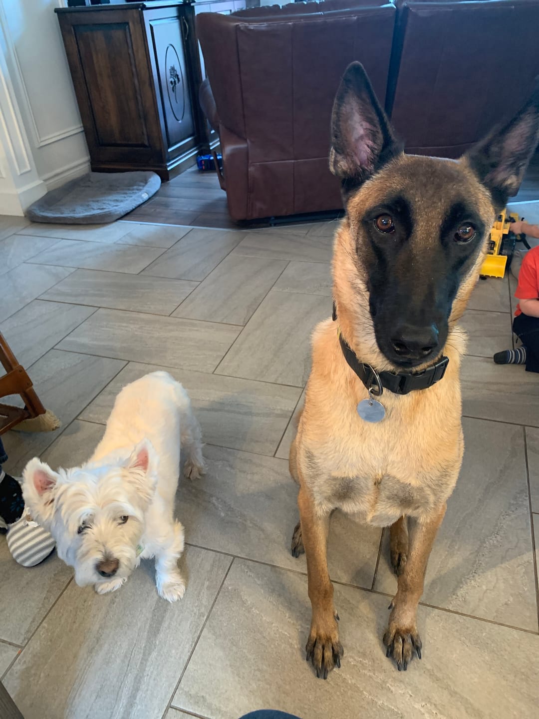 Customer photo review of Inukshuk - Nourriture pour Chien d'entrainement et performant (33lbs)