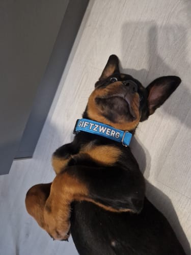Customer photo review of Giftzwerg - Hundehalsband
