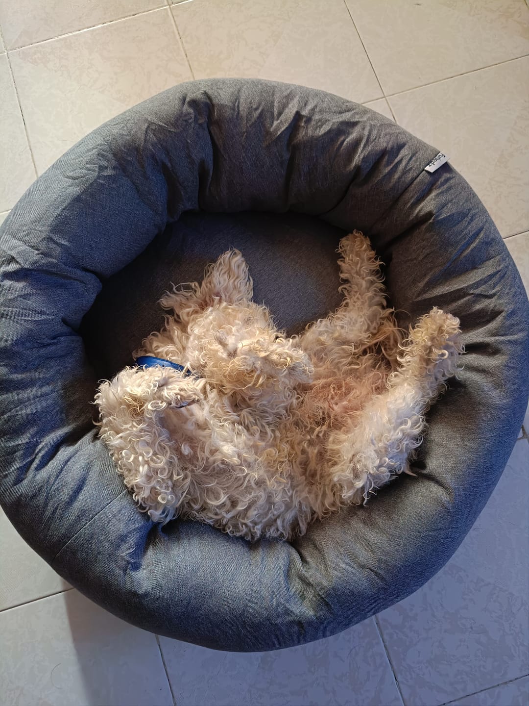 Customer photo review of Funda Original para Cama Antiestrés para Perros