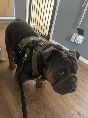 Laura S. review of Comfort Premium Harness | Non Restrictive - Khaki image 1 out of 1