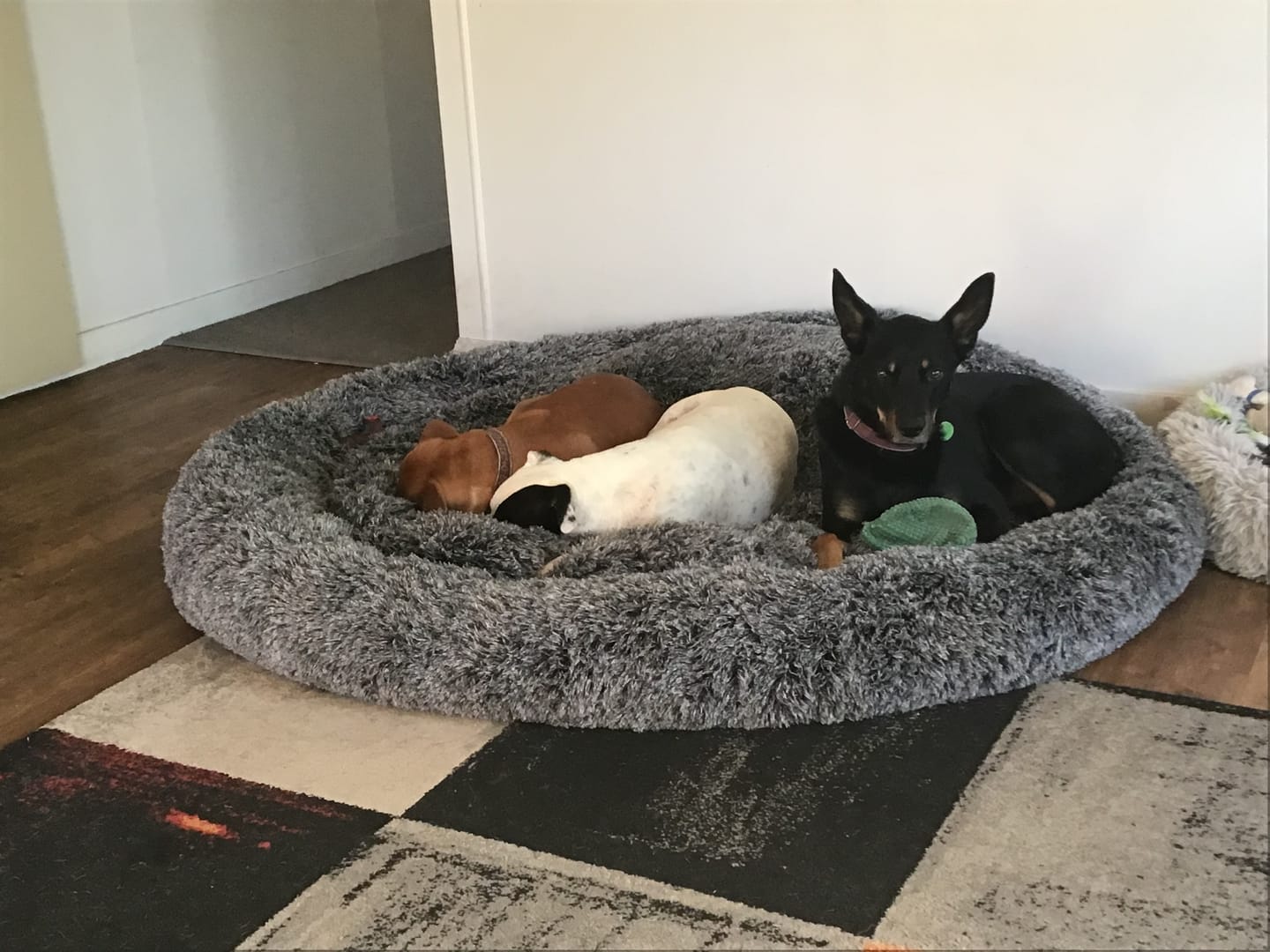 Customer photo review of Premium Calming Pet Bed with Removable Cover