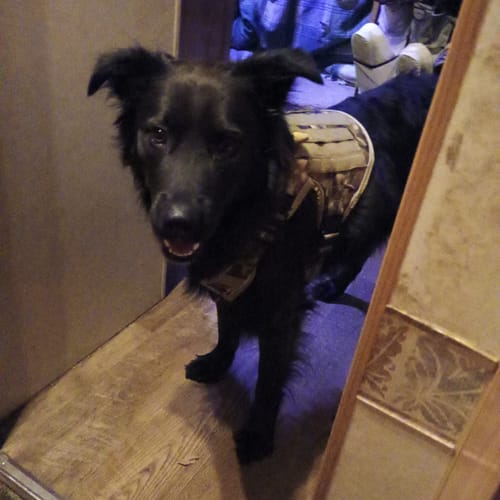 Customer photo review of NEW Upgraded Tactical No-Pull Team K9™ Dog Harness with 4 Quick-Release Metal Buckles, Reinforced Front & Back D-Rings, Hook & Loop Panels, Adjustable Straps, Reflective Strips, & Top Handle