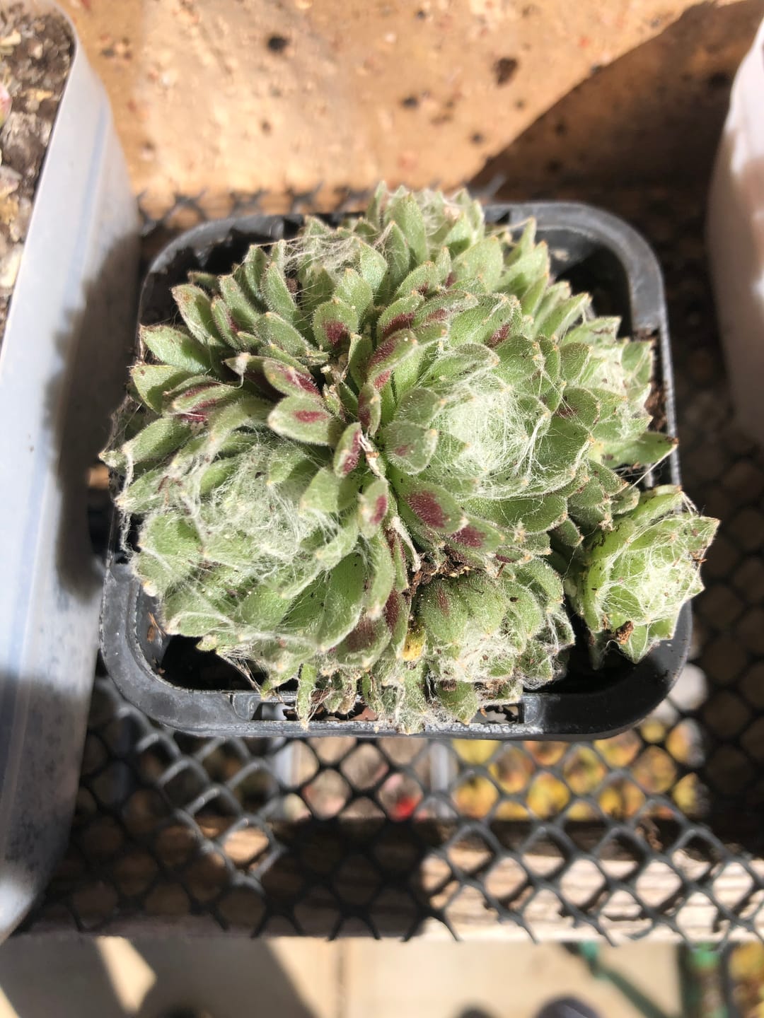 Customer photo review of Sempervivum arachnoideum