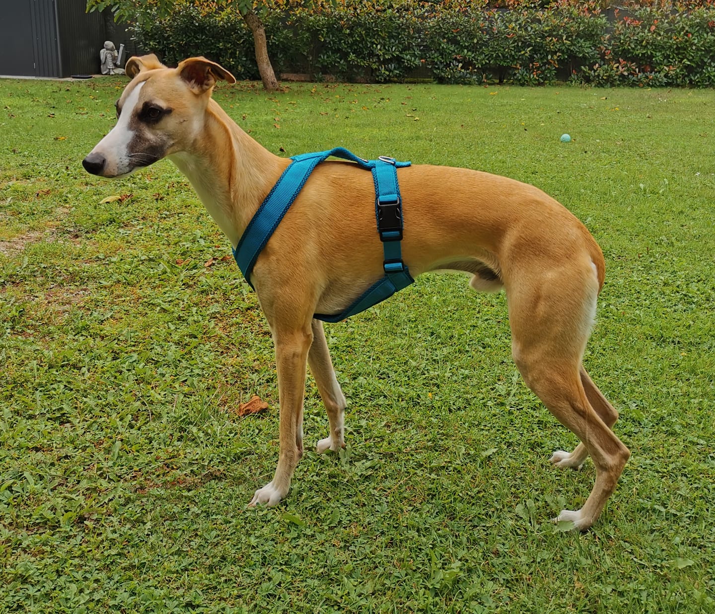 Customer photo review of Windhundgeschirr FUN "Tropical Aqua"