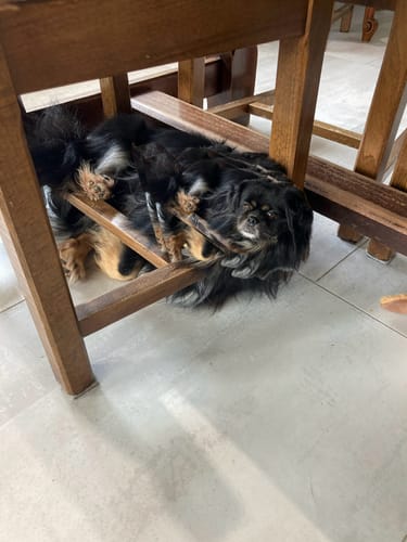 Customer photo review of Terrines BIO au poulet et aux petits pois carottes (Chien adulte)