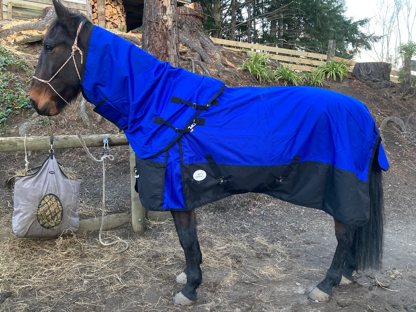 Customer photo review of NZ Tack Duke 1200d Detacha-neck