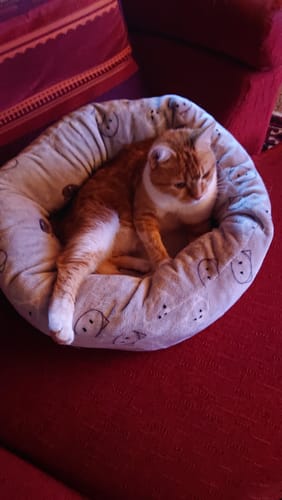 Avis photo d'un client sur Coffret Découverte Chat Adulte - 1kg Croquettes + 8 Pâtées + 3 Probiotiques