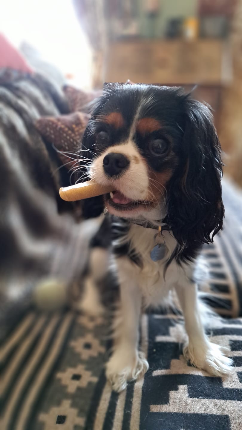 Customer photo review of Himmaleh Yak Chews For Dogs