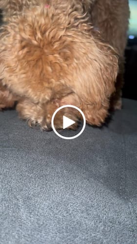 Customer video review of Smoked Beef Marrow Bone