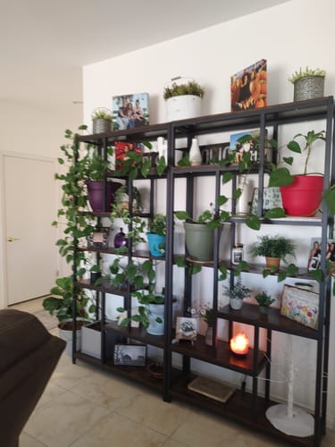 undefined review of Fungus Gnat Death Drops image 1 out of 1