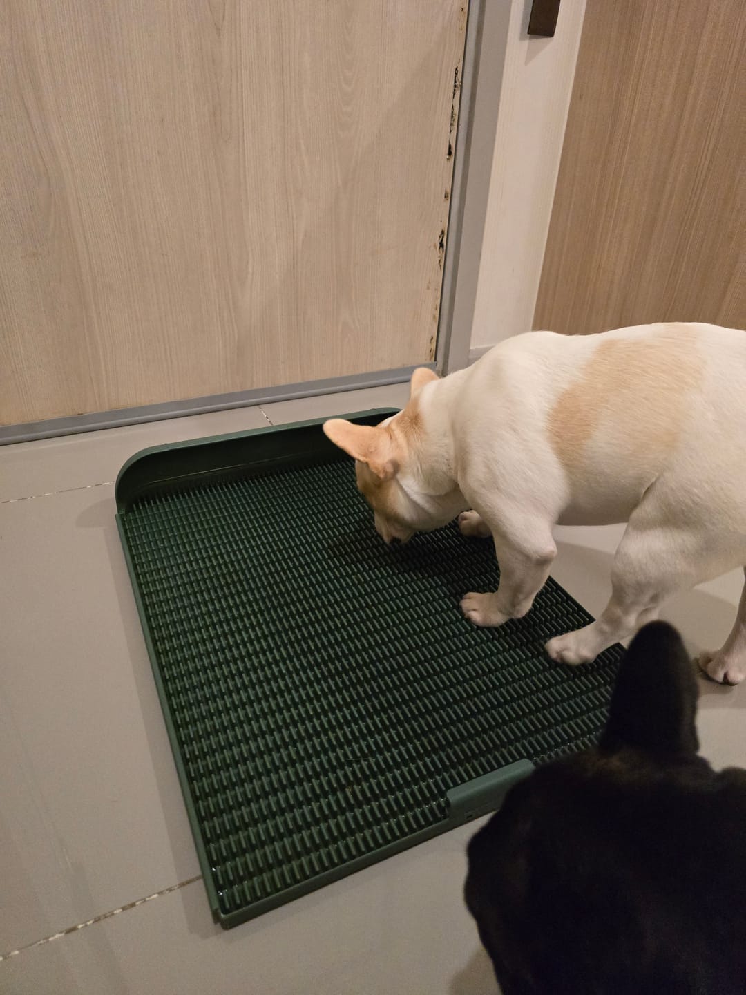 Customer photo review of Extended Protrusion Potty Pad (Size L)