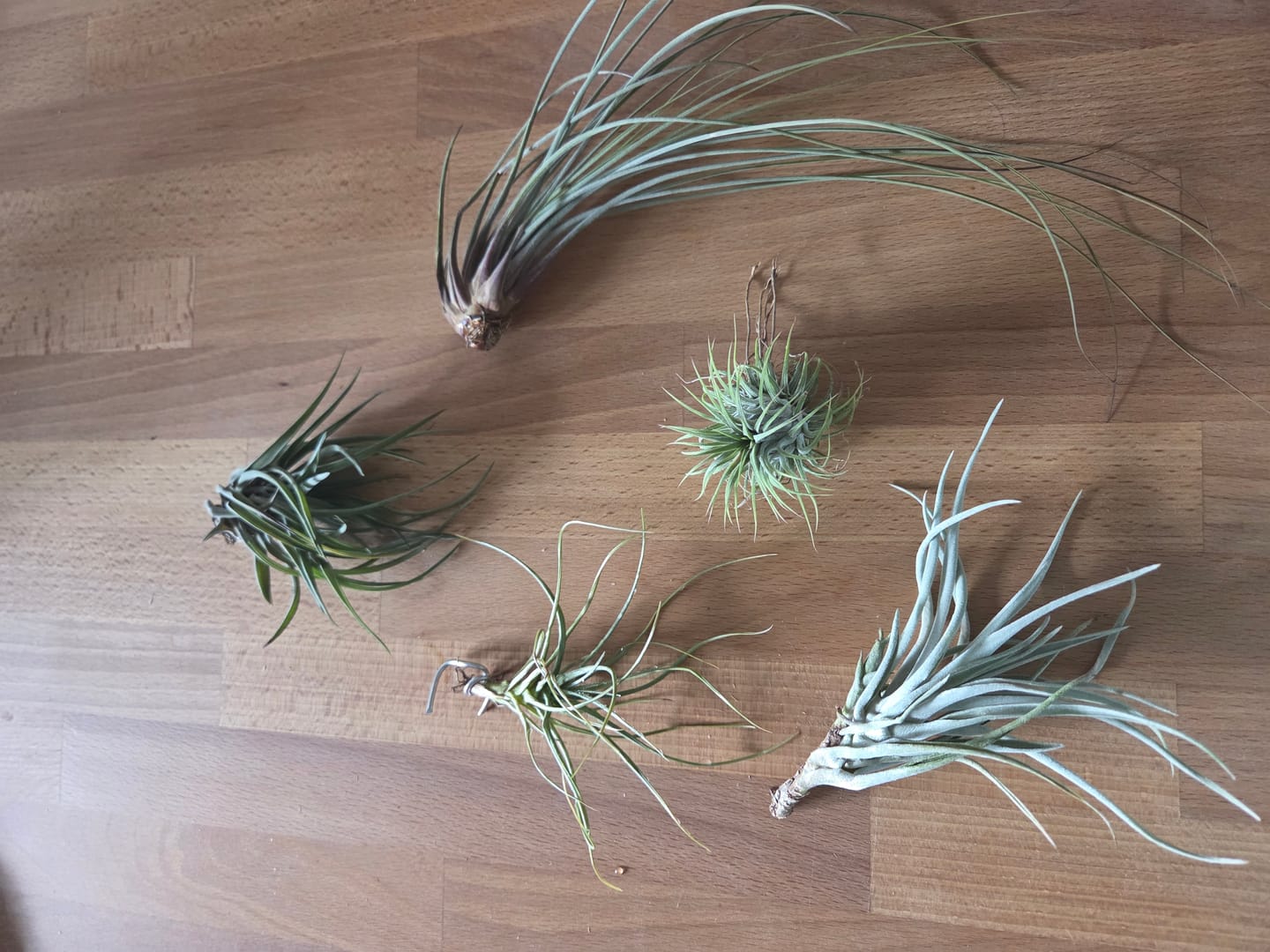 Customer photo review of Tillandsien Mix - B-Ware AKTION
