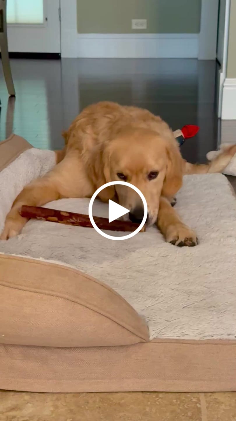 Customer video review of Ostrich Shaft Bones (11" x 2"): The Long-Lasting, Flavorful Chew for Medium to Large Dogs