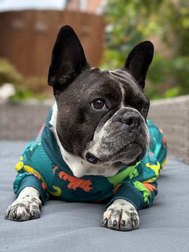 Customer photo review of Dog Pajama - Dinosaurs